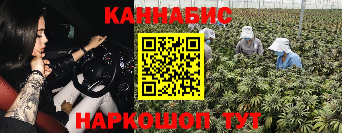 Бошки Шишки SATIVA & INDICA  Конопля тримм  Вход с VPN  Прохладный  Канабис VHQ  Бошки Шишки SATIVA & INDICA 